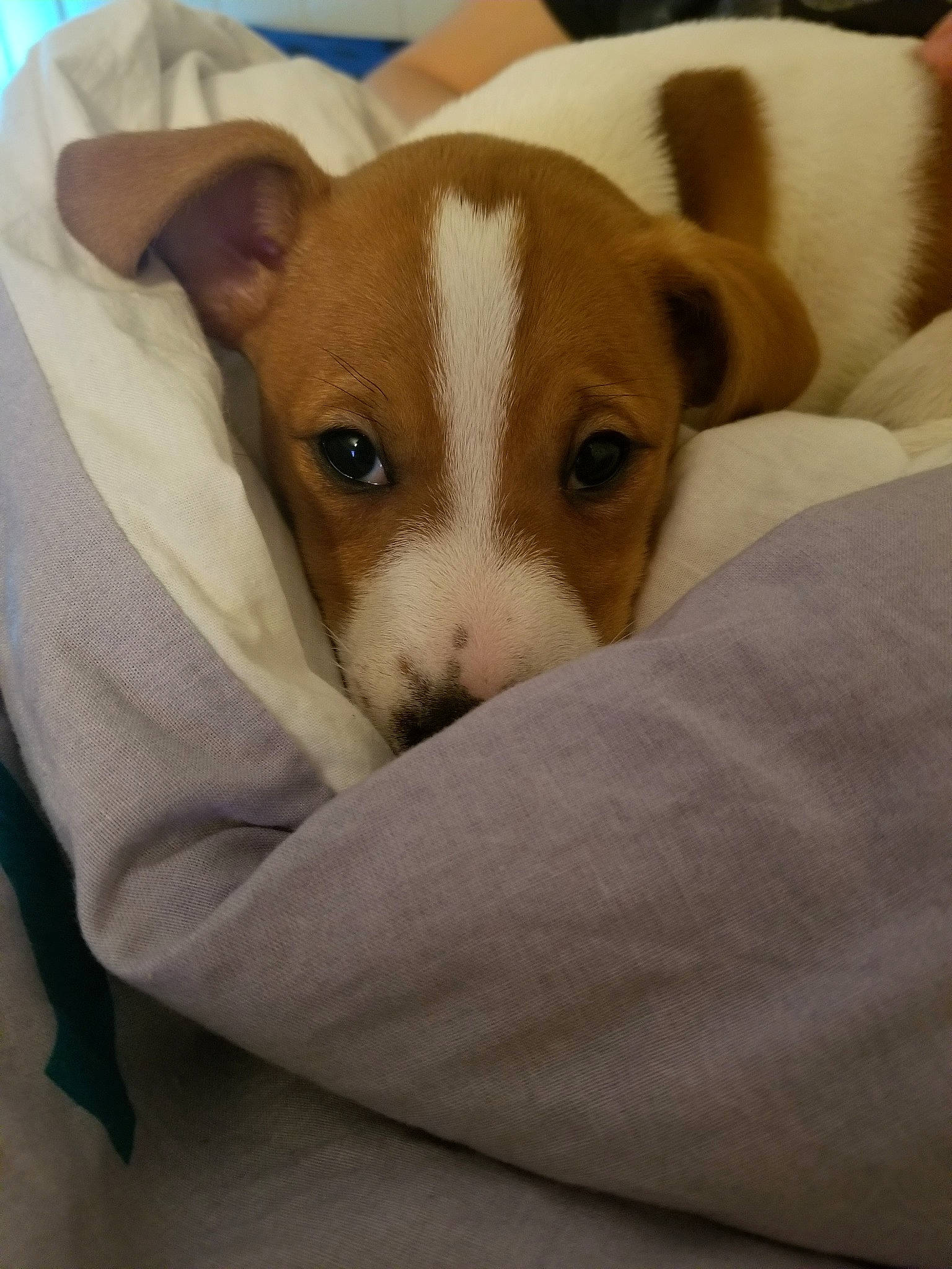 Pocker a rejoint le concours — aidez-le/la à gagner de superbes lots ! canidae, carnivore, companion_dog, dog, dog_breed, fawn, irishjacks, jack_russell_terrier, mammal, parson_russell_terrier, puppy, russell_terrier, snout, sporting_group, teddy_roosevelt_terrier, vertebrate