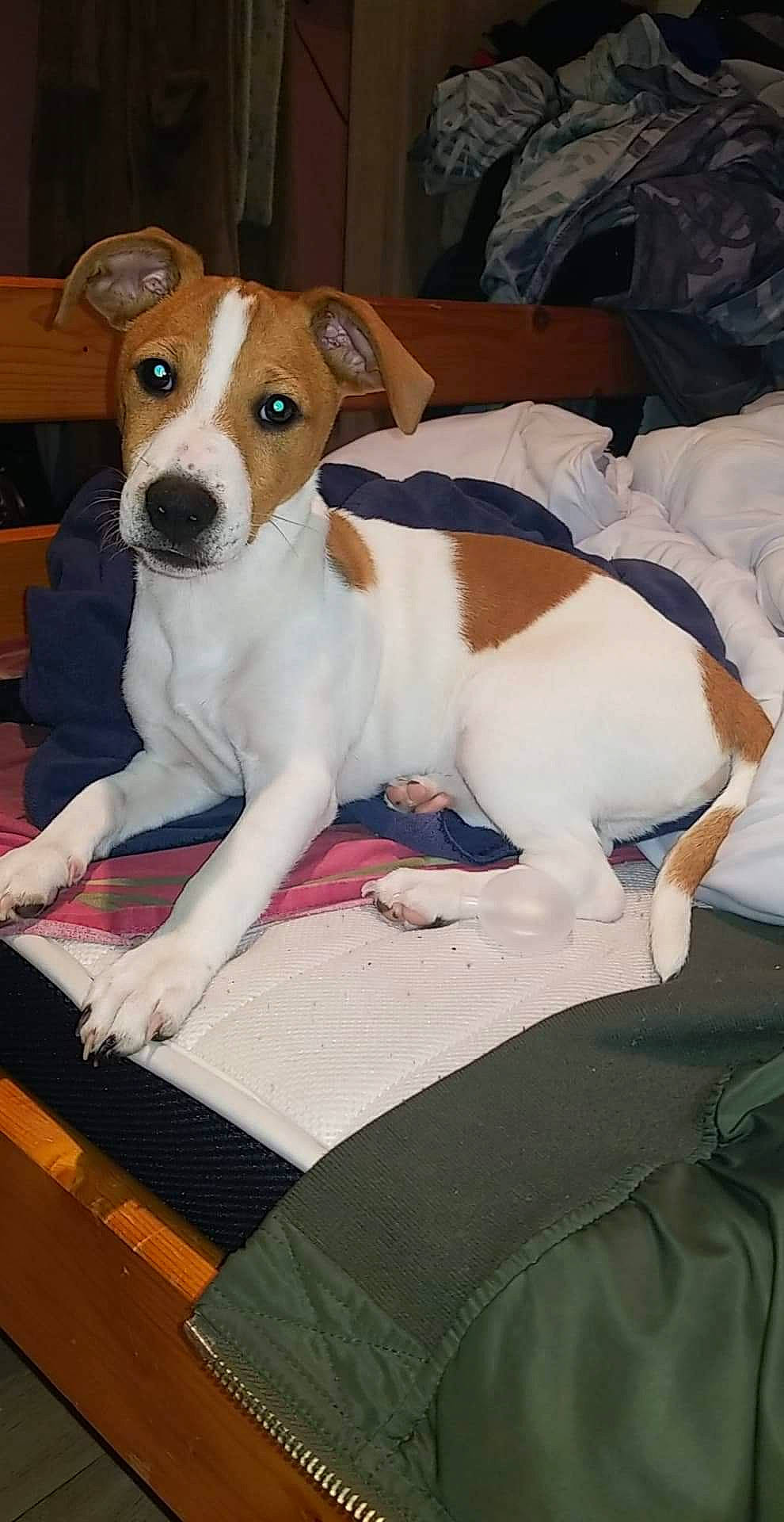 Pocker participe au concours pour gagner de l'argent avec cette photo : brazilian_terrier, canidae, carnivore, companion_dog, danish_swedish_farmdog, dog, dog_breed, feist, irishjacks, jack_russell_terrier, mammal, miniature_fox_terrier, parson_russell_terrier, plummer_terrier, russell_terrier, smooth_fox_terrier, teddy_roosevelt_terrier, tenterfield_terrier, treeing_feist, vertebrate