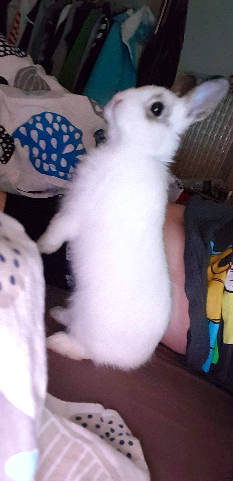 Spock participe au concours pour gagner de l'argent avec cette photo : domestic_rabbit, hare, rabbit, rabbits_and_hares, whiskers