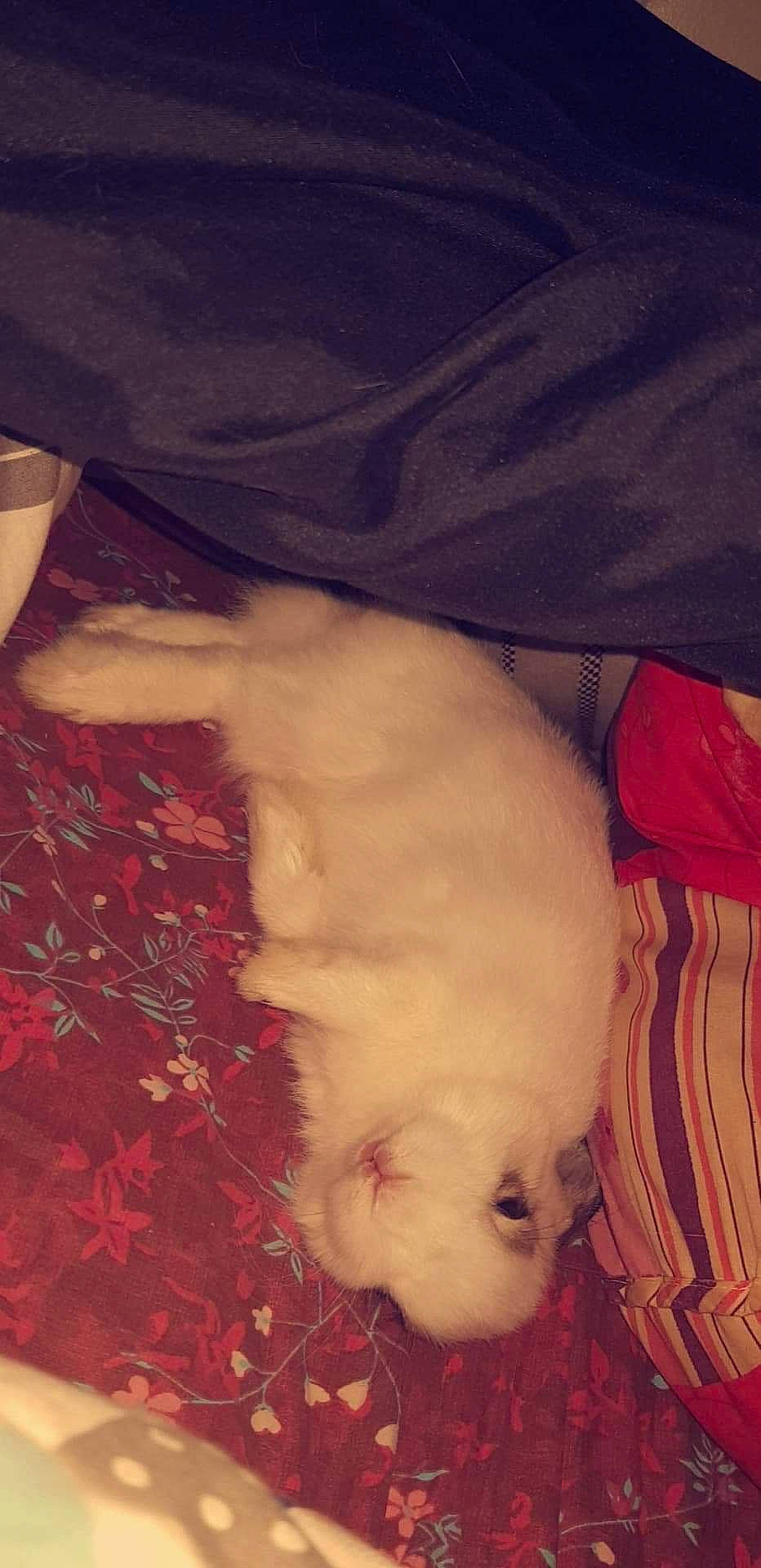 Spock participe au concours pour gagner de l'argent avec cette photo : bichon, canidae, carnivore, dog, dog_breed, fawn, japanese_spitz, maltese, non_sporting_group, pomeranian, puppy, samoyed, tail