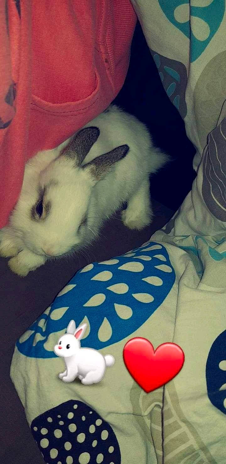 Spock participe au concours pour gagner de l'argent avec cette photo : domestic_rabbit, ear, easter_bunny, hare, rabbit, rabbits_and_hares, skin