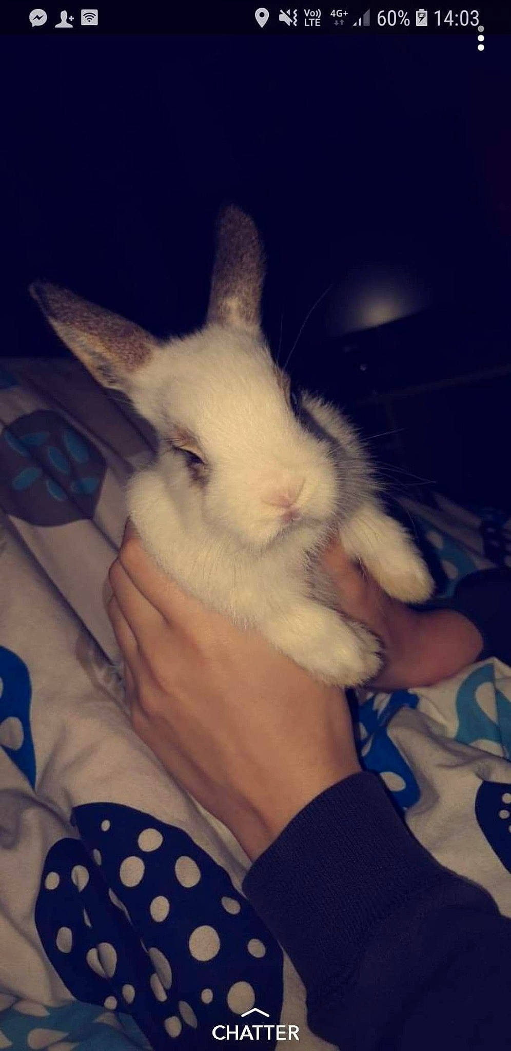 Spock participe au concours pour gagner de l'argent avec cette photo : carnivore, cat, ear, fawn, felidae, gesture, hand, head, kitten, leg, nose, skin, sky, small_to_medium_sized_cats, whiskers