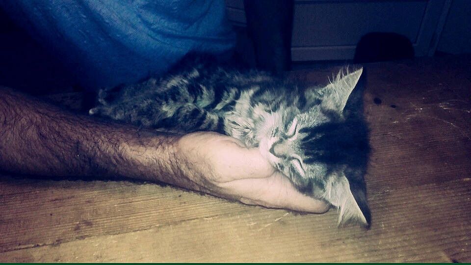 Nessie a rejoint le concours — aidez-le/la à gagner de superbes lots ! canidae, carnivore, cat, cloud, domestic_short_haired_cat, ear, european_shorthair, felidae, fur, kitten, leg, nap, nose, polydactyl_cat, sky, sleep, small_to_medium_sized_cats, tabby_cat, tail, whiskers