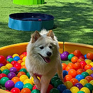 Ellie is registered to the contest to win money with this photo: animal, ball_pit, blue, colorful_balls, dog, fence, grass, green, happy, orange, outdoor, pet, play, pool, purple, red, running, sunlight, white_fur, yellow