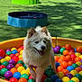 animal, ball_pit, blue, colorful_balls, dog, fence, grass, green, happy, orange, outdoor, pet, play, pool, purple, red, running, sunlight, white_fur, yellow
