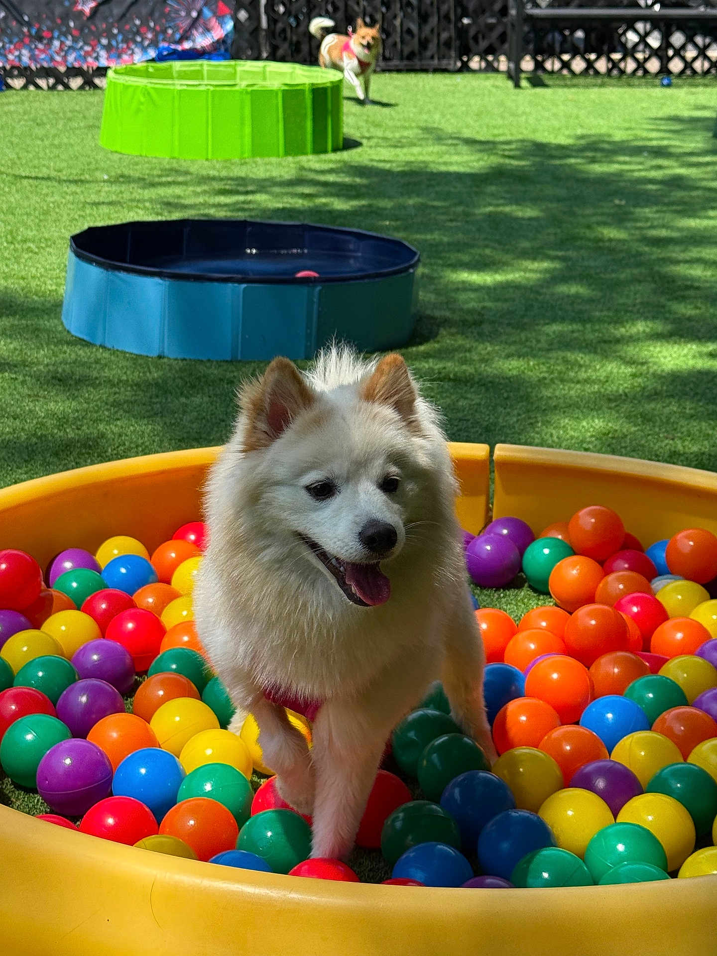 Ellie
