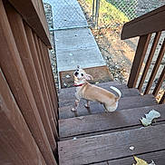 Chester is registered to the contest to win money with this photo: dog, stairs, wooden_stairs, red_collar, tan_dog, looking_back, leaves, autumn, outdoor, fence, pathway, backyard, pet, canine, curious, daylight, nature, animal, small_dog, wood
