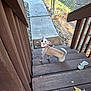 dog, stairs, wooden_stairs, red_collar, tan_dog, looking_back, leaves, autumn, outdoor, fence, pathway, backyard, pet, canine, curious, daylight, nature, animal, small_dog, wood