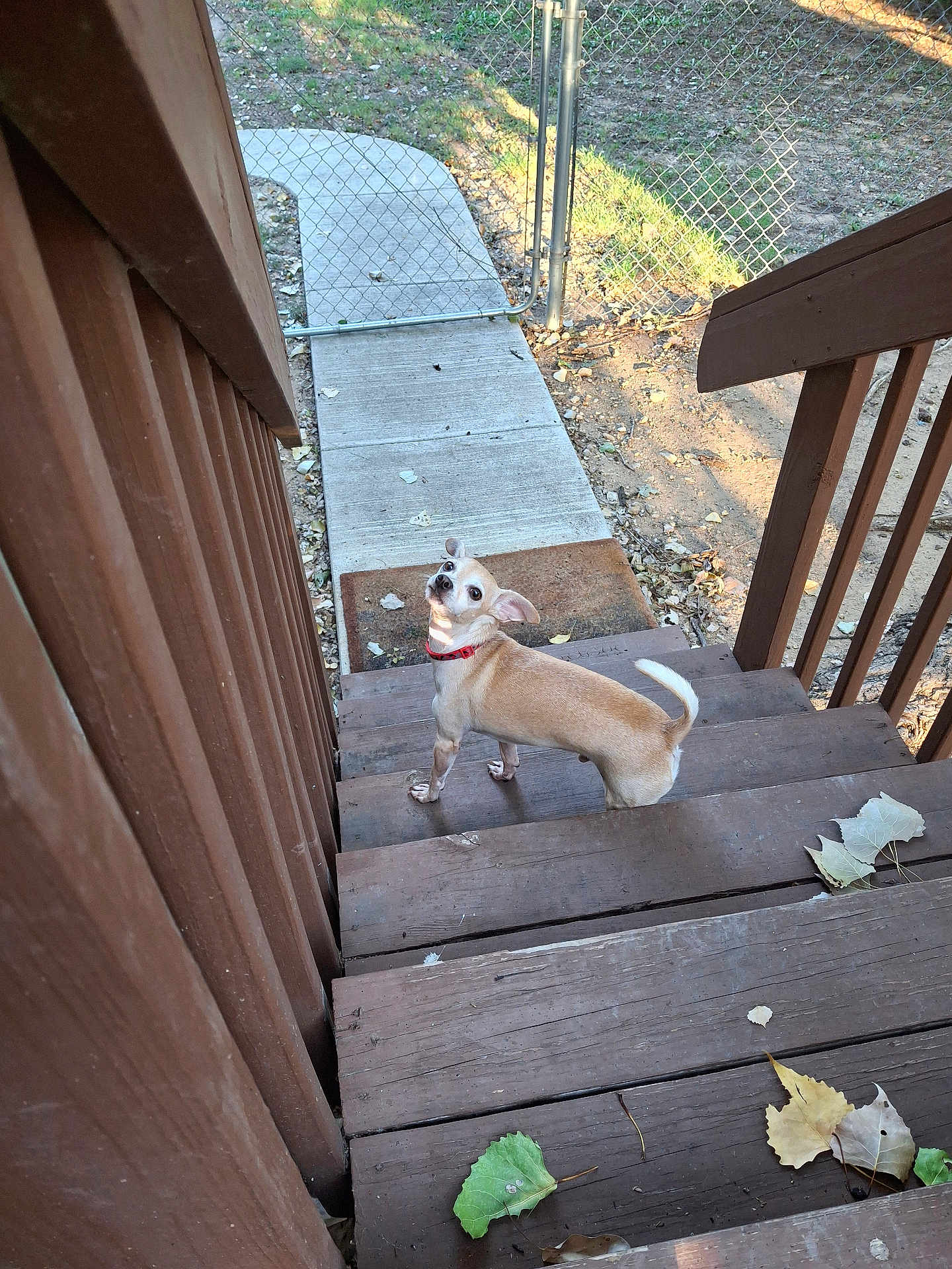 Chester is registered to the contest to win money with this photo: dog, stairs, wooden_stairs, red_collar, tan_dog, looking_back, leaves, autumn, outdoor, fence, pathway, backyard, pet, canine, curious, daylight, nature, animal, small_dog, wood