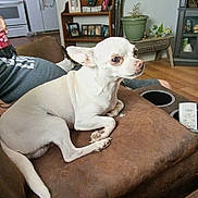 Crockett is registered to the contest to win money with this photo: couch, cushion, dog, drink, furniture, home_decor, indoor, living_room, person, pet, photograph, plant, relaxed, remote_control, shelf, sitting, small_dog, white_dog, window, wooden_floor