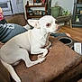 couch, cushion, dog, drink, furniture, home_decor, indoor, living_room, person, pet, photograph, plant, relaxed, remote_control, shelf, sitting, small_dog, white_dog, window, wooden_floor