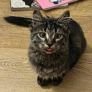 Nova is registered to the contest to win money with this photo: kitten, cat, tabby, pet, animal, cute, tongue_out, fur, whiskers, floor, wooden_floor, books, colorful, indoor, small, young, playful, curious, sitting, domestic_cat