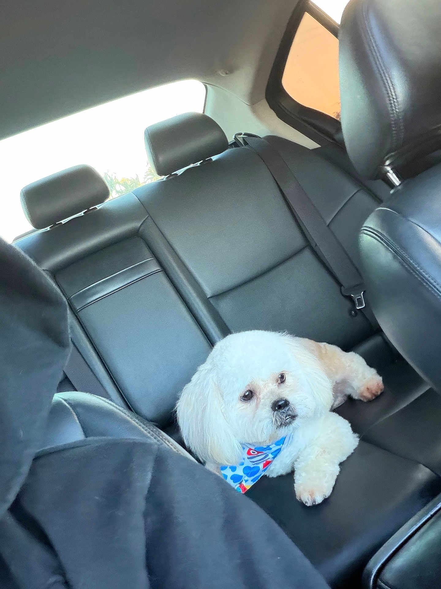 Ace joined the competition — help win amazing prizes! dog, small_dog, white_dog, fluffy, bandana, blue_bandana, car_interior, backseat, leather_seat, seatbelt, headrest, window, looking_up, sitting, paw, pet, canine, portrait, travel, relaxed