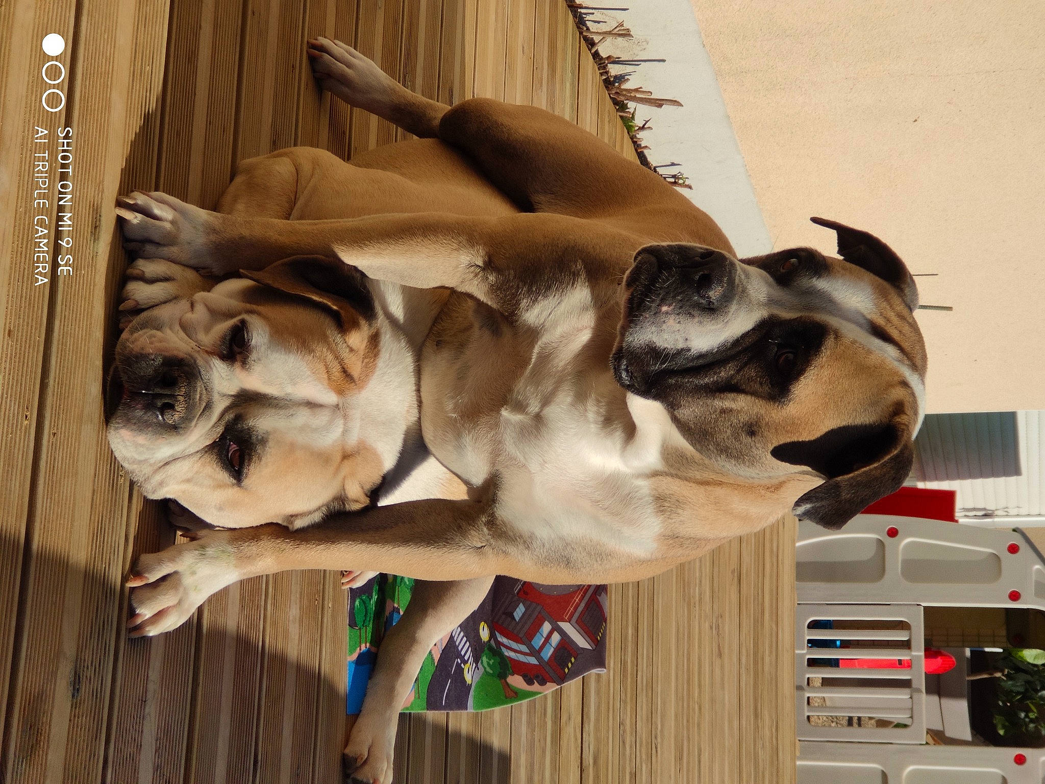 Cahuette participe au concours pour gagner de l'argent avec cette photo : art, canidae, carnivore, collar, companion_dog, dog, dog_breed, dog_collar, fawn, felidae, fur, great_dane, guard_dog, hardwood, sporting_group, tail, window, wood, working_animal, working_dog