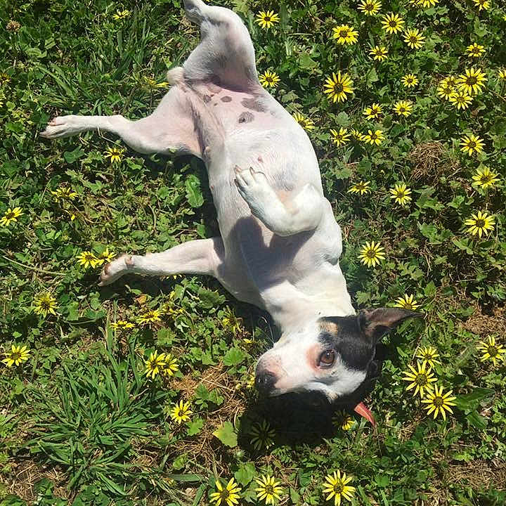 Miss Daisy Von Schnitzel