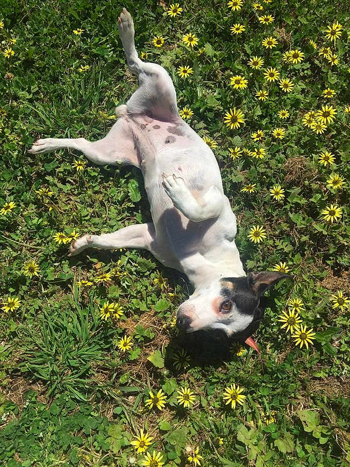 Miss Daisy Von Schnitzel