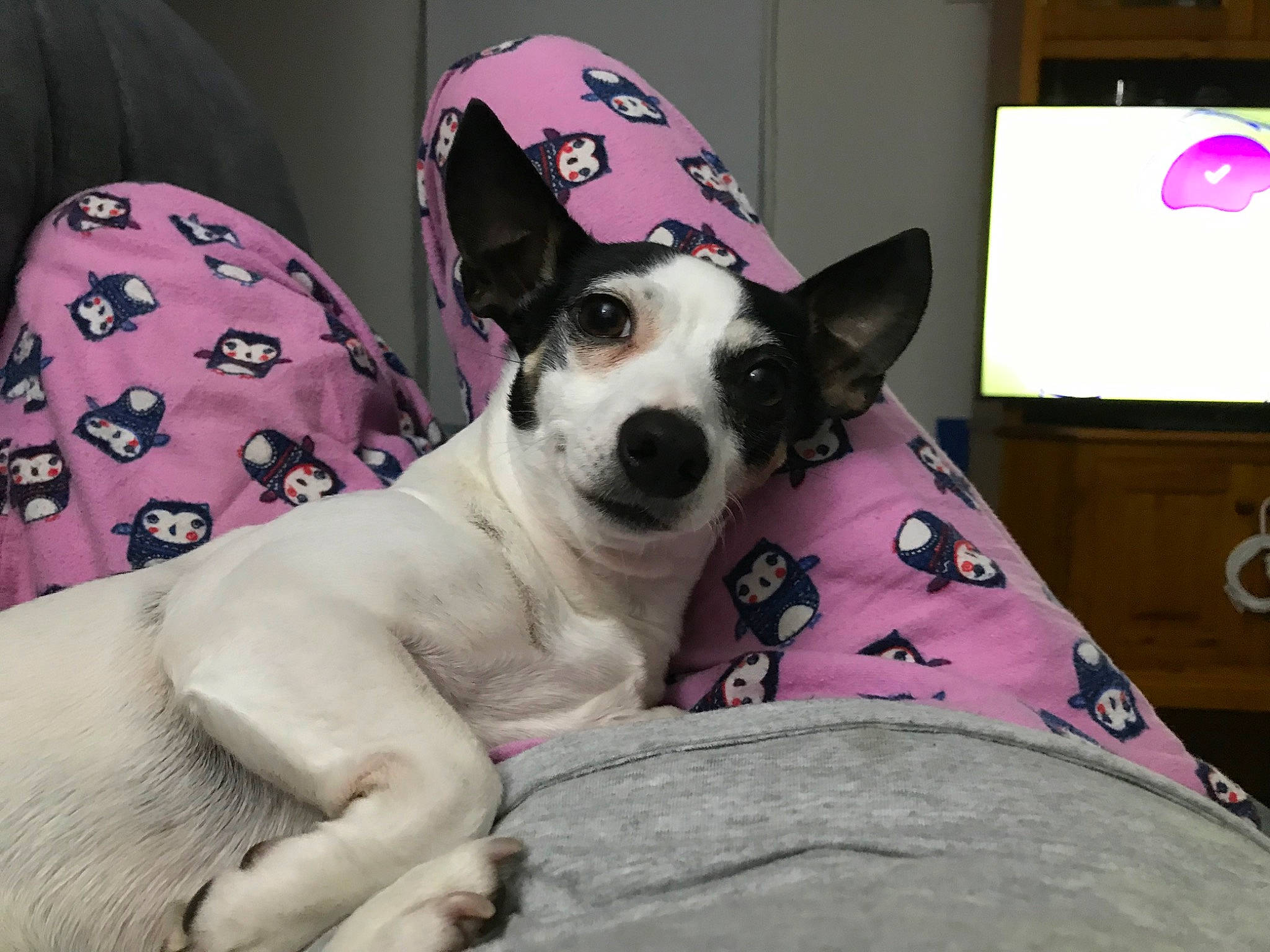 Miss Daisy Von Schnitzel joined the competition — help win amazing prizes! bedding, canidae, carnivore, collar, comfort, companion_dog, dog, dog_breed, dog_collar, dog_supply, fawn, fur, linens, pattern, paw, remote_control, snout, sporting_group, whiskers, working_animal