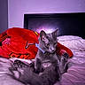 Floki is registered to the contest to win money with this photo: cat, gray_cat, pet, bed, blanket, red_blanket, collar, indoor, feline, fur, relaxed_pose, curious, headboard, white_sheets, animal, cute, mischievous, cozy, resting, domestic