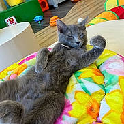 Floki joined the competition — help win amazing prizes! cat, gray_cat, relaxed, indoor, blanket, colorful, floral_pattern, furniture, cat_toys, floor, cozy, pet, paws, fur, animal, cute, domestic_cat, resting, playful, home