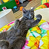 cat, gray_cat, relaxed, indoor, blanket, colorful, floral_pattern, furniture, cat_toys, floor, cozy, pet, paws, fur, animal, cute, domestic_cat, resting, playful, home