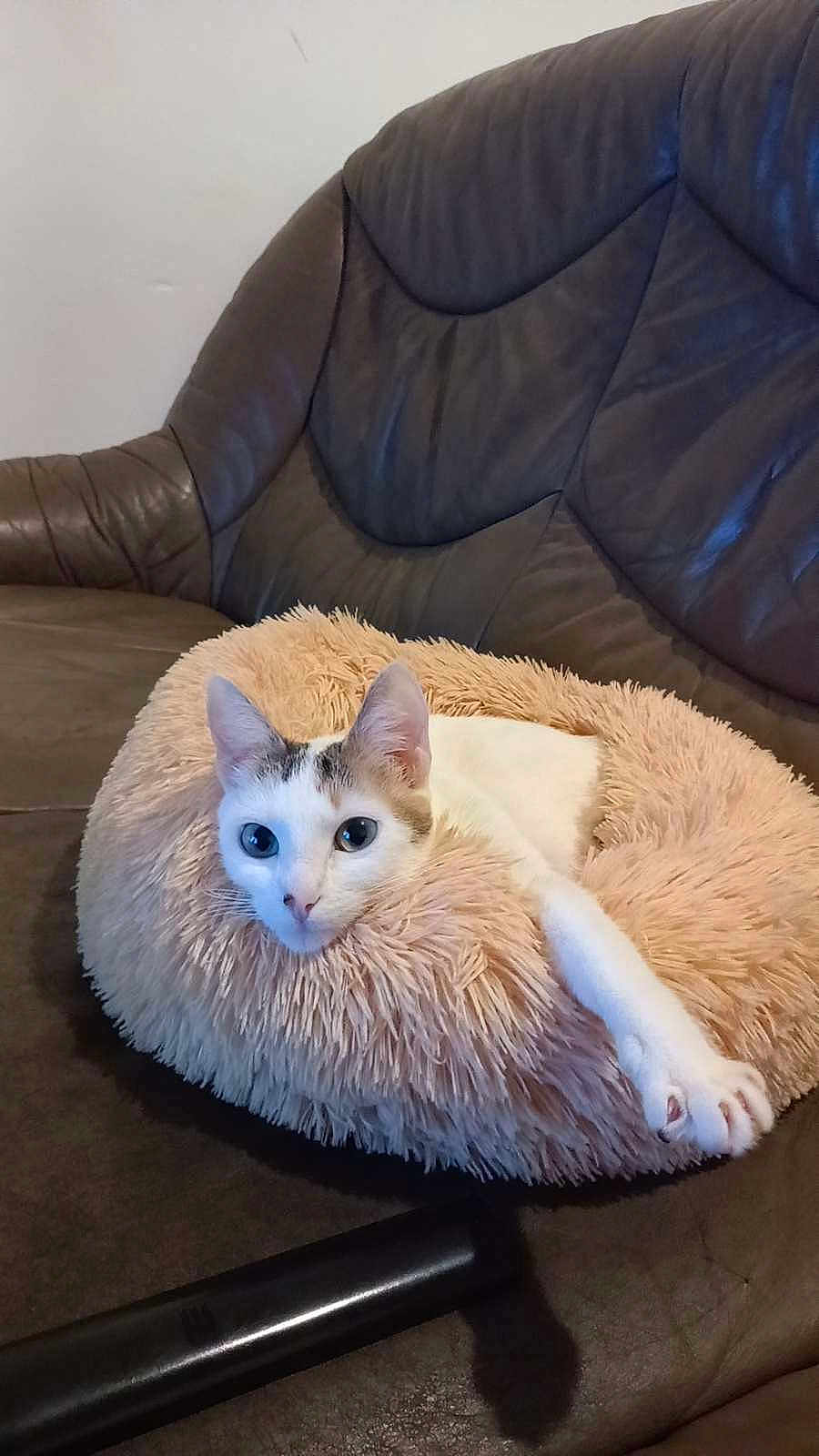 Kassy a rejoint le concours — aidez-le/la à gagner de superbes lots ! cat, white_cat, fluffy_bed, brown_couch, indoor, pet, relaxing, stretching_paw, feline, cozy, fur, animal, domestic_animal, resting, cute, soft_texture, living_room, curious, comfortable, close_up