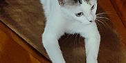 Kassy participe au concours pour gagner de l'argent avec cette photo : animal, cat, claws, cute, domestic, ears, feline, floor, fur, home, indoor, looking_away, paw, pet, relaxing, resting, stretching, whiskers, white_cat, wooden_stairs
