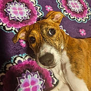 Greta is registered to the contest to win money with this photo: dog, puppy, lying_down, brown_and_white, curious, close_up, blanket, purple, floral_pattern, indoor, pet, animal, cute, face, ears, whiskers, nose, fur, young_dog, relaxed