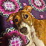 dog, puppy, lying_down, brown_and_white, curious, close_up, blanket, purple, floral_pattern, indoor, pet, animal, cute, face, ears, whiskers, nose, fur, young_dog, relaxed