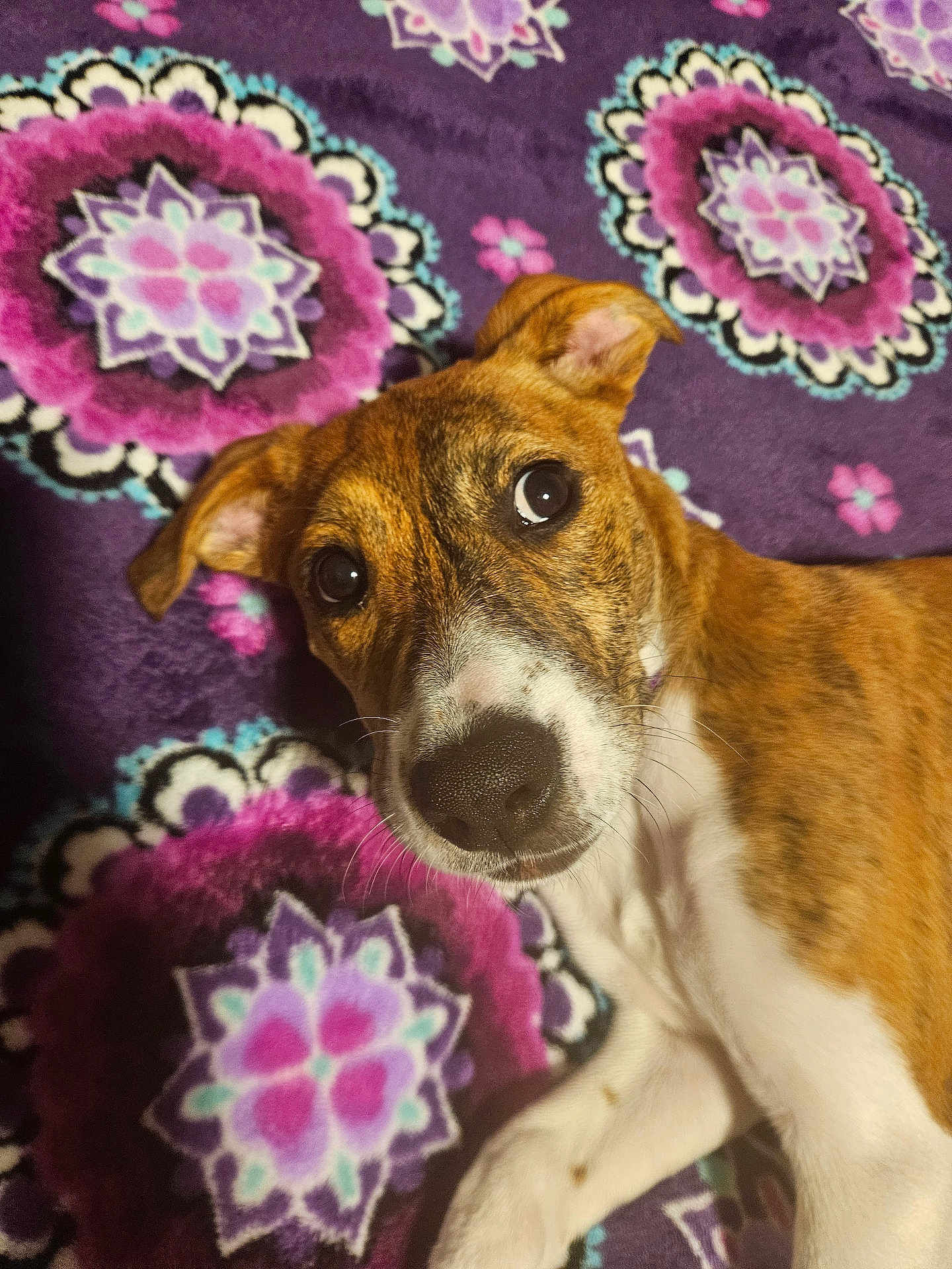 Greta is registered to the contest to win money with this photo: dog, puppy, lying_down, brown_and_white, curious, close_up, blanket, purple, floral_pattern, indoor, pet, animal, cute, face, ears, whiskers, nose, fur, young_dog, relaxed