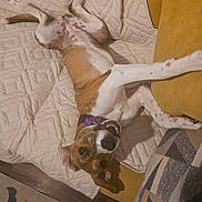 Greta is registered to the contest to win money with this photo: blanket, brown_and_white, canine, collar, couch, dog, domestic_animal, fur, happy, home, indoor, lying_down, pet, playful, quilted, relaxed, smiling, tag, upside_down, wood_floor