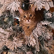Simba is registered to the contest to win money with this photo: cat, tabby_cat, christmas_tree, pine_cones, snow_flocked_branches, holiday, indoors, curious, animal, pet, feline, tree_decoration, winter, festive, greenery, close_up, eyes, whiskers, paws, ornament