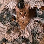 cat, tabby_cat, christmas_tree, pine_cones, snow_flocked_branches, holiday, indoors, curious, animal, pet, feline, tree_decoration, winter, festive, greenery, close_up, eyes, whiskers, paws, ornament