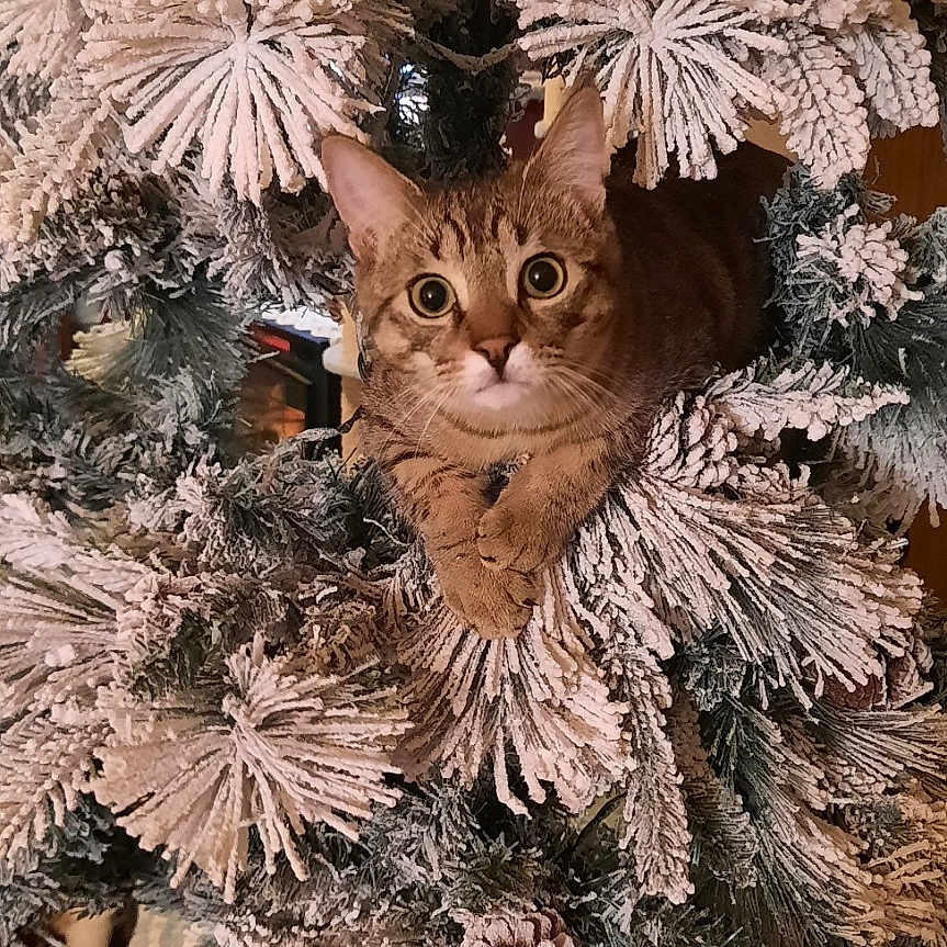 Simba is registered to the contest to win money with this photo: animal, cat, christmas_tree, close_up, curious, eyes, feline, festive, greenery, holiday, indoors, ornament, paws, pet, pine_cones, snow_flocked_branches, tabby_cat, tree_decoration, whiskers, winter
