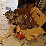 Nikita participe au concours pour gagner de l'argent avec cette photo : art, automotive_design, box, cardboard, carnivore, carton, cat, domestic_short_haired_cat, felidae, flooring, fur, packaging_and_labeling, paper, paper_product, pattern, shipping_box, small_to_medium_sized_cats, tail, whiskers, wood