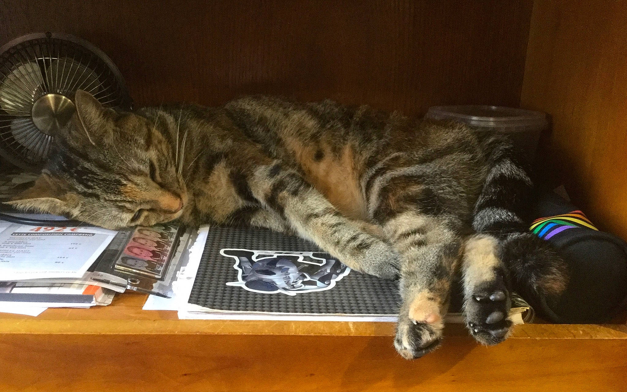 Nikita participe au concours pour gagner de l'argent avec cette photo : carnivore, cat, claw, comfort, domestic_short_haired_cat, felidae, flooring, fur, hardwood, mechanical_fan, nap, office_equipment, paw, small_to_medium_sized_cats, snout, table, tail, terrestrial_animal, vertebrate, whiskers