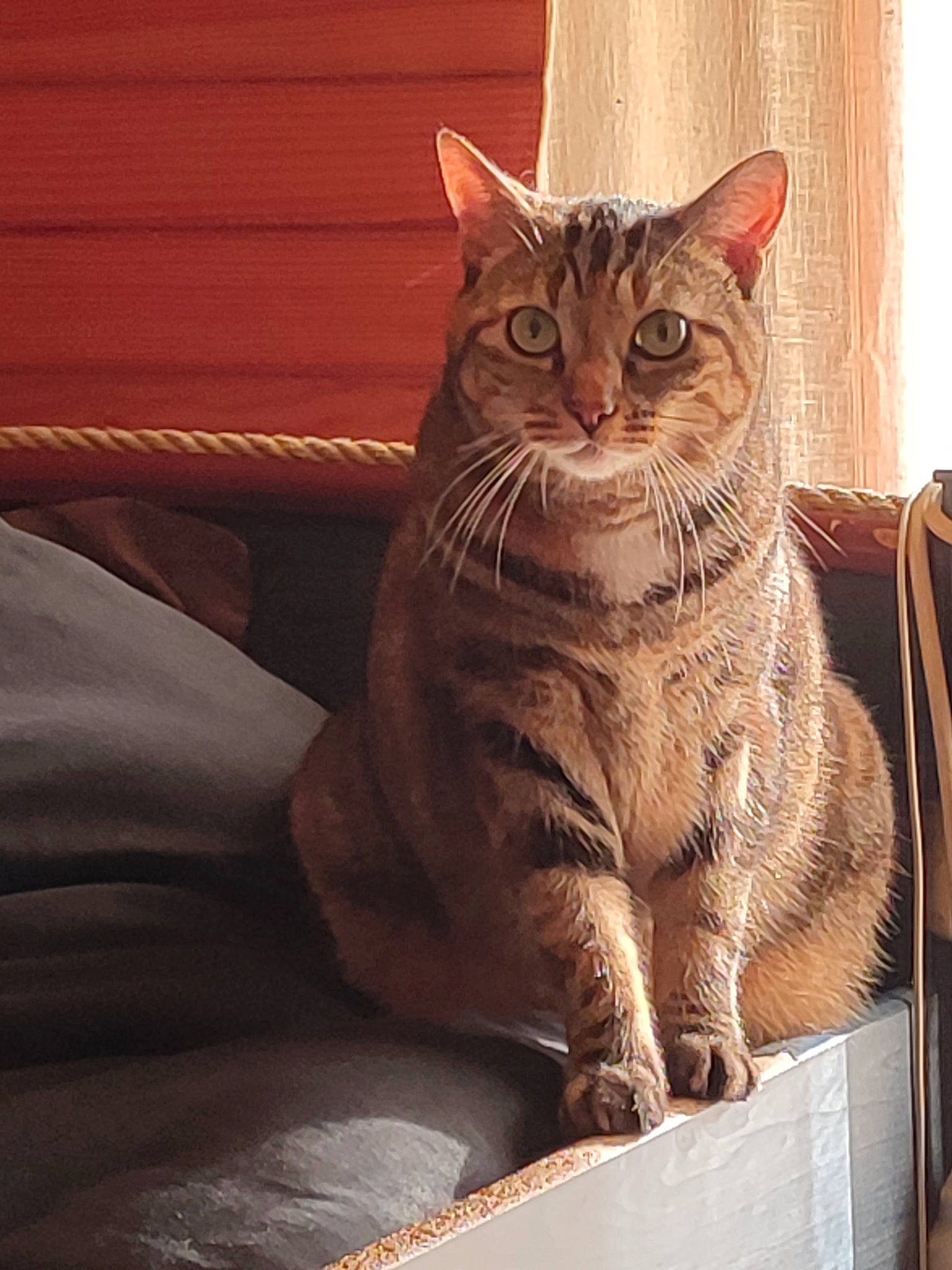 Nikita participe au concours pour gagner de l'argent avec cette photo : box, carnivore, cat, claw, comfort, domestic_short_haired_cat, door, eye, felidae, fur, glass, paw, sitting, small_to_medium_sized_cats, snout, tail, terrestrial_animal, whiskers, window, wood