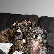 Minnie joined the competition — help win amazing prizes! dog, pets, couch, blanket, indoor, snuggling, brindle, fluffy, cozy, animal, companion, furry, cute, relaxed, two_dogs, domestic, portrait, friendship, resting, home