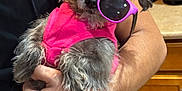 Minnie joined the competition — help win amazing prizes! dog, pet, sunglasses, pink_clothing, person, arm, hand, indoor, kitchen, countertop, cabinet, black_shirt, cute, small_dog, fur, accessory, fashion, portrait, holding, domestic