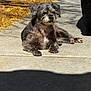 Minnie is registered to the contest to win money with this photo: dog, animal, pet, outdoor, sunlight, concrete, tire, shadow, grass, lounge, canine, fur, relaxed, small_dog, daylight, nature, quiet, resting, cute, scruffy