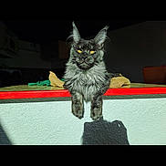 Guizmo a rejoint le concours — aidez-le/la à gagner de superbes lots ! cat, gray_cat, fluffy, yellow_eyes, relaxed, sunlight, ledge, shadow, feline, pet, animal, portrait, fur, whiskers, ears, claws, indoor, resting, cute, majestic