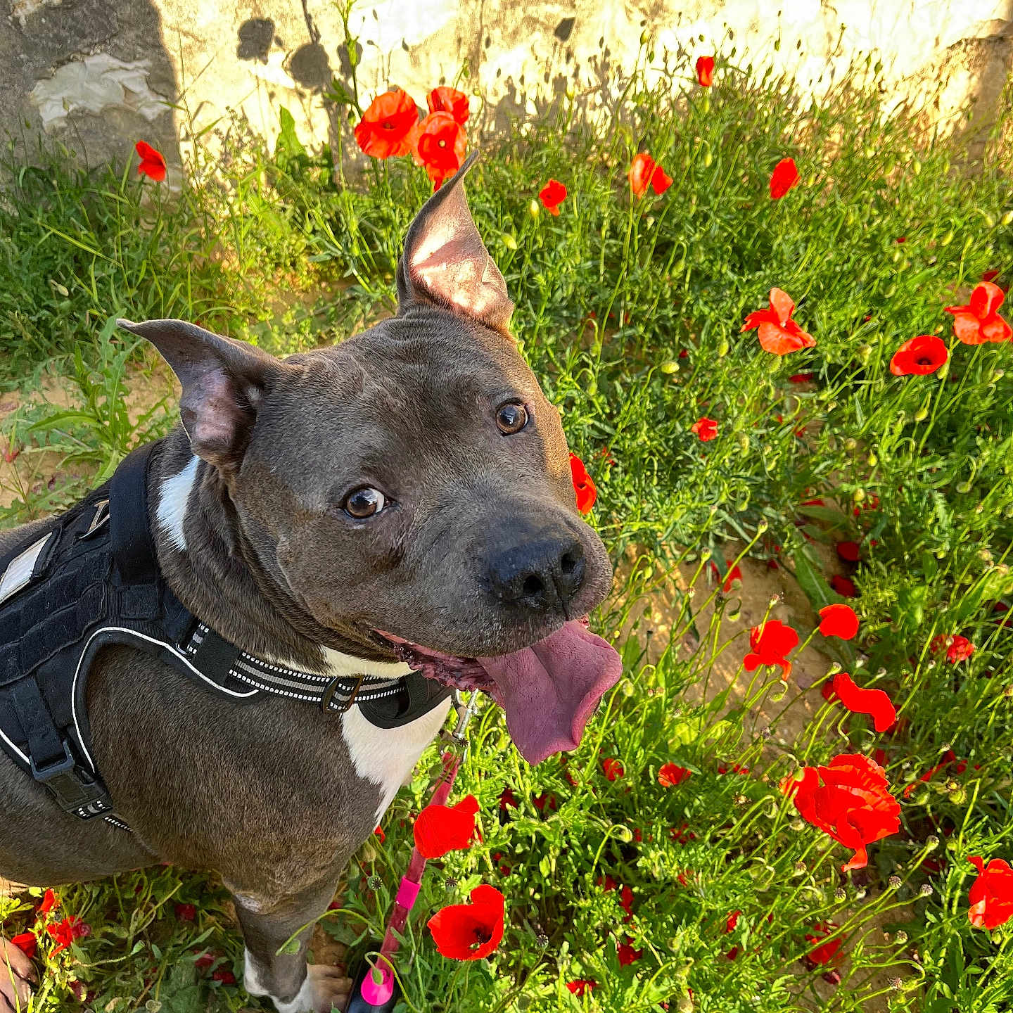 Alpha a rejoint le concours — aidez-le/la à gagner de superbes lots ! animal, canine, closeup, dog, flower_field, grass, greenery, happy, harness, leash, nature, outdoor, pet, pitbull, playful, poppies, portrait, summer, sunlight, tongue_out