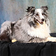 Pimousse participe au concours pour gagner de l'argent avec cette photo : dog, animal, pet, canine, fluffy, fur, grey, white, portrait, studio, posing, smiling, laying_down, black_cloth, background, indoor, closeup, ears, eyes, snout