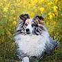 Pimousse a rejoint le concours — aidez-le/la à gagner de superbes lots ! dog, shetland_sheepdog, fluffy, outdoor, grass, yellow_flowers, nature, animal, pet, canine, portrait, fur, field, laying_down, ears, snout, eyes, muzzle, sunlight, meadow