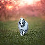 dog, running, grass, outdoor, nature, greenery, flowering_trees, spring, happy, fluffy, pet, animal, blurred_background, sunlight, scenic, canine, playful, fur, walking, path