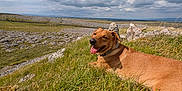 Cookie joined the competition — help win amazing prizes! dog, grass, hill, cloud, sky, rock, landscape, outdoor, nature, tongue_out, canine, animal, pet, smiling, collar, field, daylight, relaxing, scenic, wide_angle