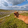 dog, grass, hill, cloud, sky, rock, landscape, outdoor, nature, tongue_out, canine, animal, pet, smiling, collar, field, daylight, relaxing, scenic, wide_angle