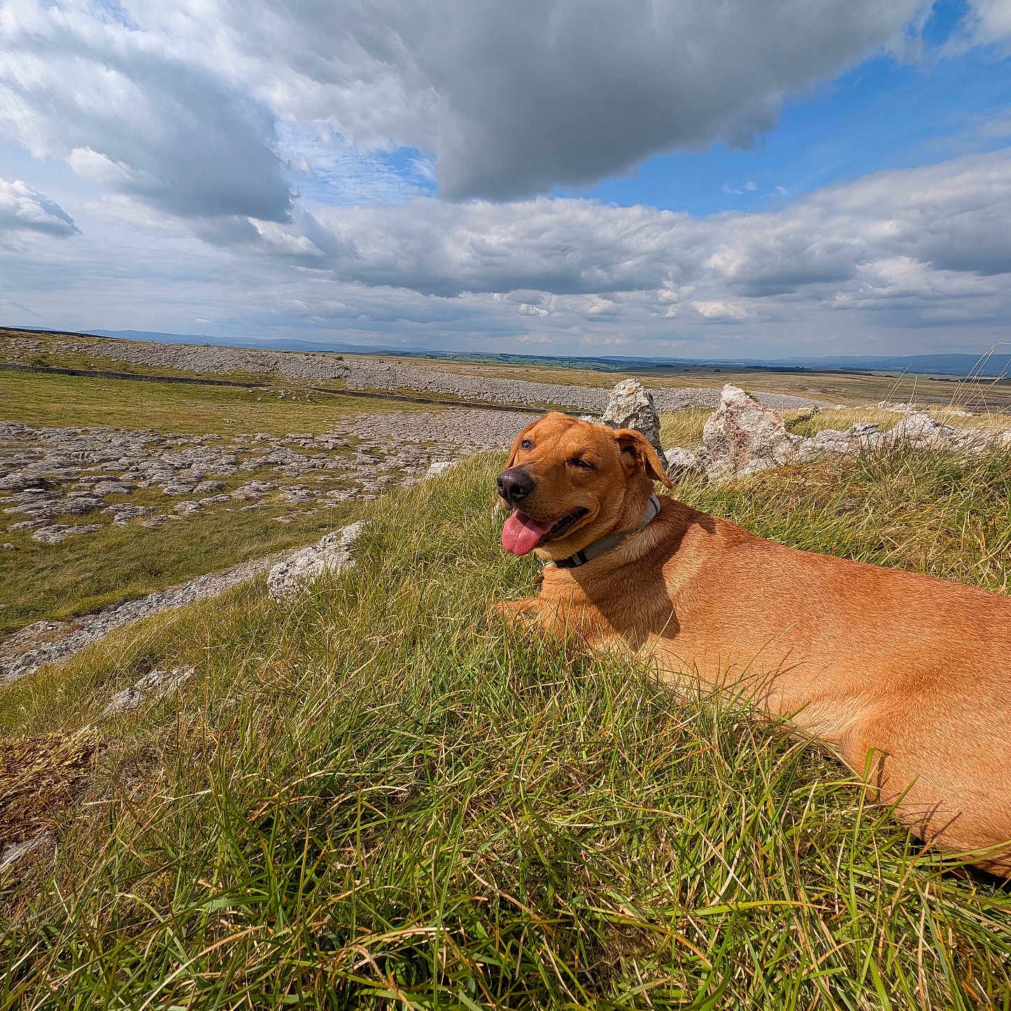 Cookie joined the competition — help win amazing prizes! animal, canine, cloud, collar, daylight, dog, field, grass, hill, landscape, nature, outdoor, pet, relaxing, rock, scenic, sky, smiling, tongue_out, wide_angle