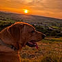 Cookie joined the competition — help win amazing prizes! dog, sunset, landscape, grass, animal, outdoor, nature, canine, sky, evening, sun, field, profile, pet, tongue_out, collar, scenic, hill, rural, warm_light