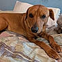 dog, brown_dog, pet, bed, blanket, pillow, indoor, resting, animal, fur, canine, looking, laying_down, comfortable, cozy, domestic, close_up, portrait, cute, relaxed