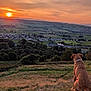 Cookie is registered to the contest to win money with this photo: dog, sunset, landscape, grass, hill, valley, town, trees, sky, nature, outdoor, animal, collar, field, scenic, pasture, serene, quiet, dusk, rural